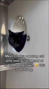 I want to surrender this cat because we are moving. This is the reason why Chakra got surrendered to the shelter. This is her story. Last week an owner and her husband came to the shelter to surrender the cat for the reason above. They added that they were moving to a new residence that didn’t allow any pets at all. Despite having her since she was a kitten, they opted to surrender her to the shelter. The officers would try to give rehoming options to the couple but they declined stating that th