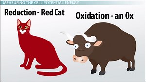 Cell Potential | Definition, Chart & Calculation - Video | Study.com