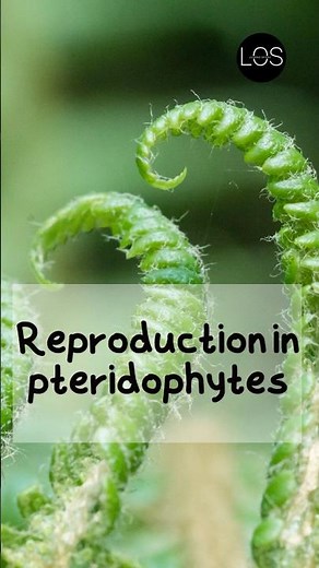 Reproduction in Pteridophytes Class 11 Biology | Plant Kingdom #shorts #biology