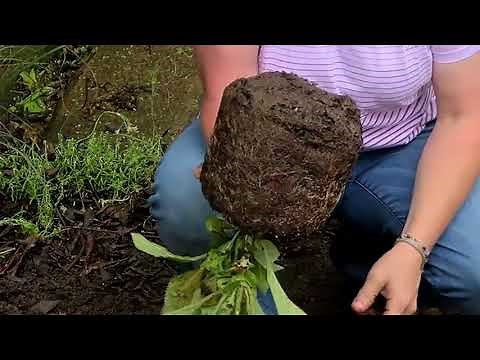 All About Hydrangeas