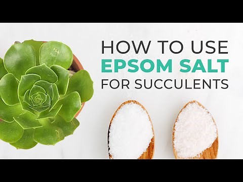 SUCCULENT CARE TIPS | HOW TO USE EPSOM SALT TO FERTILIZE & ENCOURAGE YOUR SUCCULENTS TO BLOOM
