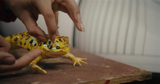 Art & Science Collide:Special Species: Piñata Art Celebrates At-Risk Animals