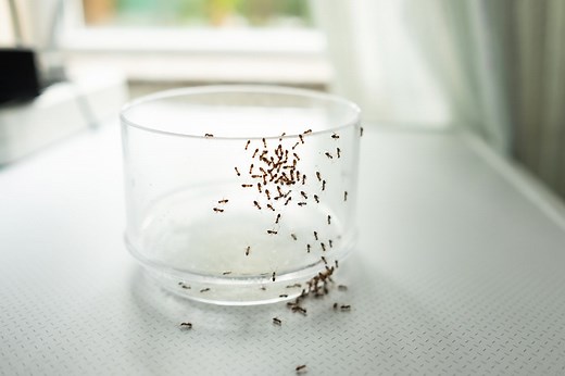 6 Homemade Ant Killer Sprays That Actually Work—Without Harsh Chemicals