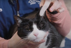 How to apply a Transdermal Medication to your Cat - Cat Care Clinic