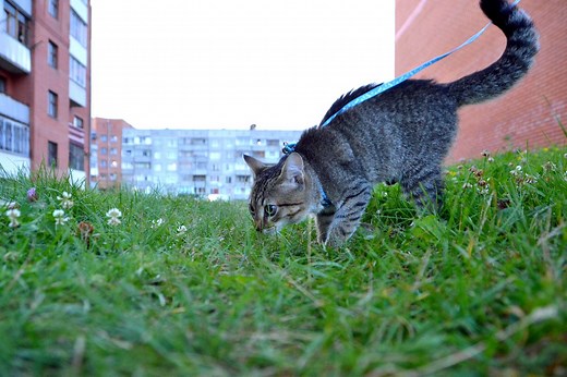 Clicker Training for Cats: Teach Your Cat to Sit, Stay, and More