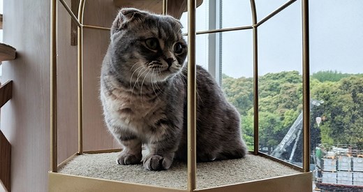 Scottish Fold Munchkin Cat: Traits, Personality, & Price | Beyond The Treat