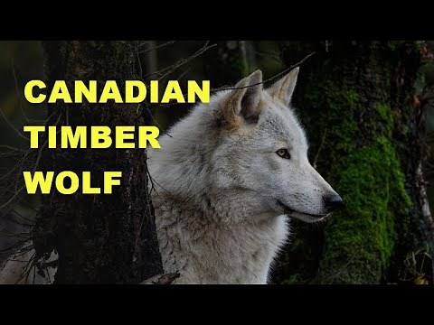 Howl of Understanding: Getting to know the Timber Wolf