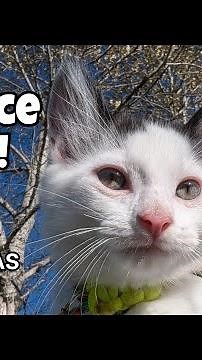 How to train a service cat!!