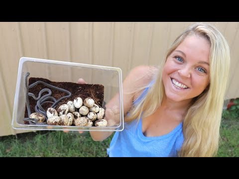 Hatching Wild Snake Eggs: Lessons from Nature