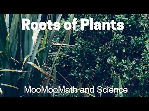 Plant Root Structure