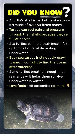 Fascinating Turtle Facts You Probably Never Knew