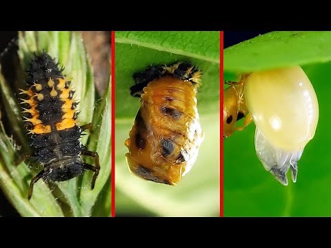 Ladybug Stages