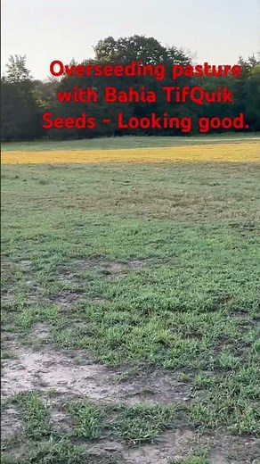 Bahia Grass Tif Quik Overseeding Update.