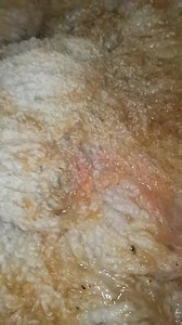 5.4K views · 96 reactions | Washing wet felted rug from sheep fleece . I can't wait to see it dry as this rug has long lovely curly and very dense locks #wool #art #craft #knitting #crochet #yarn #hobby #diy #creative #sheep #animals #farming #livestock #farm #countryliving #countrylife #countryside #wetfelting #workshop #homemade #handmade | Welsh cottage by Zina | Facebook