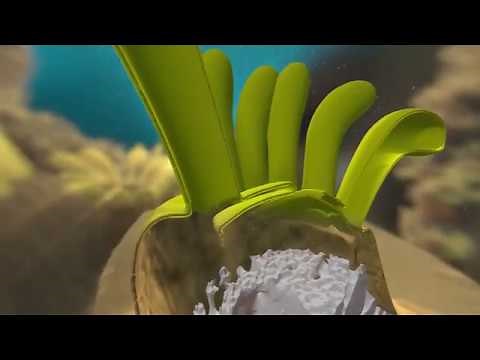 How Do Corals Build Reefs? | California Academy of Sciences