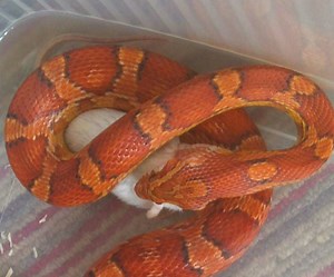 How to Feed a Corn Snake