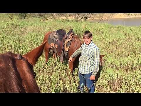 Real Wild Cow Catching By The Barrett Boys From Texas