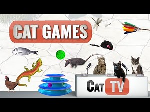 Cat Games | Ultimate Cat TV Compilation Vol 1 | 🦎