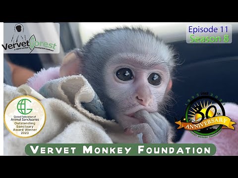 "Heartbreaking Moments: Pet Baby Monkey with Nappy Rash & A wild Baby Monkey Cries for Lost Mom!"