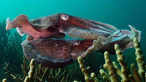 Giant Australian Cuttlefish | Great Southern Reef