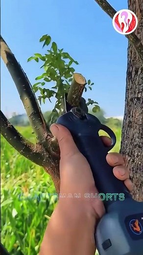 Electric shears | Pruning branches and leaves with electric shears