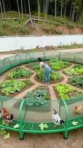 4 Creative Chicken Breeding Techniques from a Genius