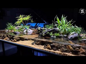 Unbelievable Aquarium Setup: Betta Fish, Goldfish, Tropical and Koi Fish Care Tips #839