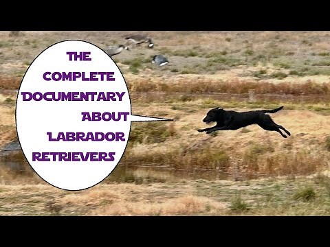 Learn About Labrador Retrievers (FULL Documentary)