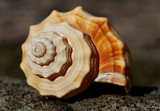 STEM Series: Discovering Math in Nature - Acorn Naturalists
