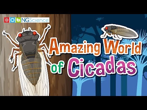 Amazing World of Cicadas