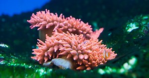 Bubble Tip Anemone: Acclimation and Adding the Anemone to Your Tank
