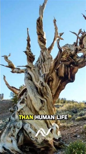 Bristlecone Pine Secrets: The 4,000-Year-Old Tree That Refuses to Die #shorts #bristleconepine #pine