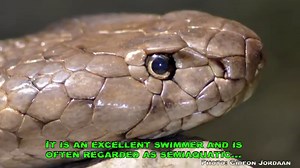 Cobras: All You Need To Know – Cobras.org