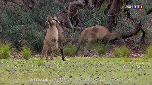 🦘 CAP sur l'Australie et son île aux kangourous, une réserve unique au monde ! | TF1 INFO
