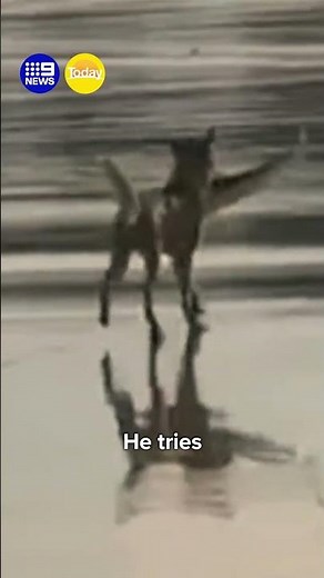 Dingo's unusual catch in Queensland | 9 News Australia