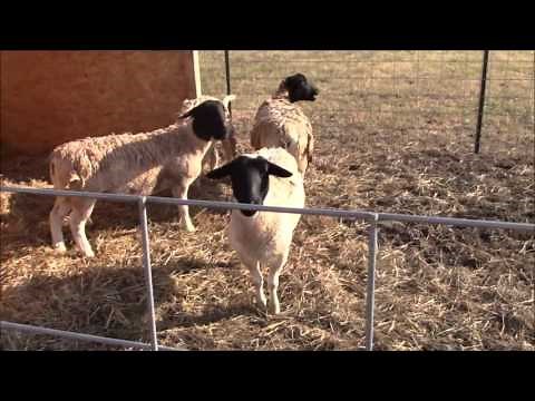 How to build a sheep pen