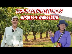 Growing mangos 40 years. See the Tree Spacing and Results