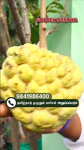 💛 Rare Golden Sitaa Plant in Chennai! Why this Sweet Variety is Loved | Greenland Nursery 🌿