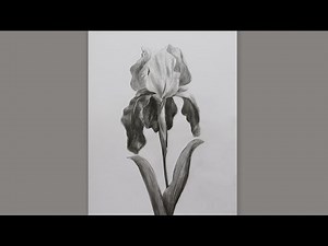 How To Draw An Iris Flower Step By Step: Pencil Sketch Iris Flower Drawing