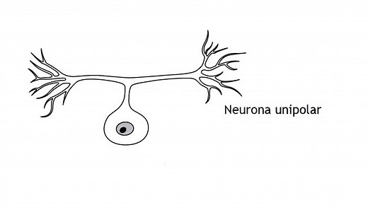 Las neuronas según su estructura: unipolares, bipolares y multipolares