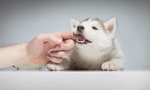 Master 9 simple tricks to quickly train your puppy to stop biting