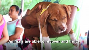 For almost 10 years SPCA International has partnered with Spay Panama to provide crucial funding and veterinary supplies, helping thousands of animals throughout Panama. None of this would be possible without the incredible generosity of people like you! | SPCA International