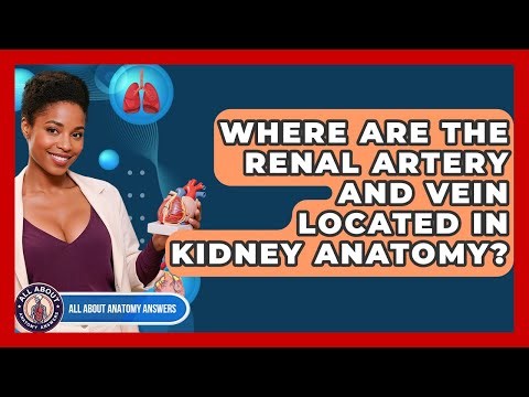 Where Are The Renal Artery And Vein Located In Kidney Anatomy? - All About Anatomy Answers