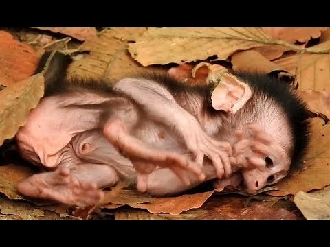 Oh god what happened with baby , Jessie - Baby still shake. World Monkey.