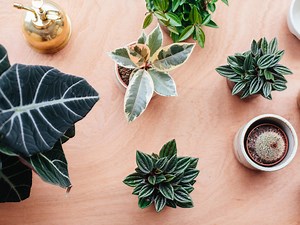 The Best Garden Centres and Plant Shops in London [2025]