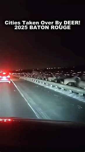 Baton Rouge Breaking News on Instagram: "This just in—Louisiana is witnessing something unbelievable on the I-12 corridor as reports confirm that a massive migration of whitetail deer has completely severed the connection between Baton Rouge and the Northshore. Commuters are seeing things they never imagined possible as the interstate literally disappeared under a moving wall of brown fur and antlers, bringing the entire highway system to a screeching, terrified halt. Louisiana has always been w