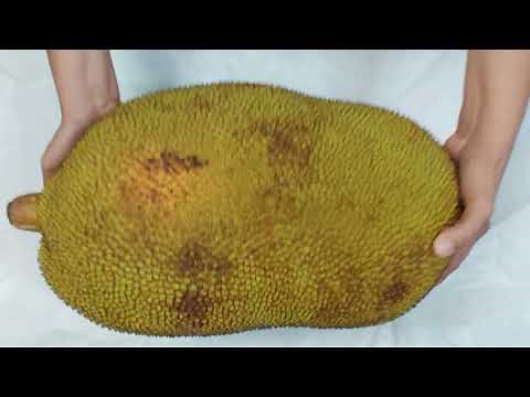 How to cut a Ripe Jackfruit with Tips on how to clean hands, Knife and Freezing pods