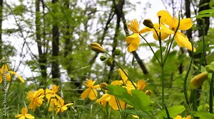 Chelidonium (Chelidonium majus) - herbaceous plant, poppy family (Papaveraceae). It is found in Europe, Asia and North America. Medicinal plant.