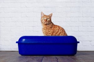 My Cat Hasn't Pooped in 2 Days, What Should I Do?
