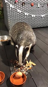 43K views · 10K reactions | Baby Bumpy the friendliest Badger I’ve ever known! He never understood what an egg was so i tried to teach him that if you crack one you can eat it. He still didn’t grasp it and I think maybe he just didn’t like eggs ❤️ He was a lone male badger that came and lived in Mr Lumpy’s territory for over a year, he still calls in to see his Badger Mum now and again  Www.mrlumpyandfriends.shop/shop | Mr Lumpy & Friends. | Facebook